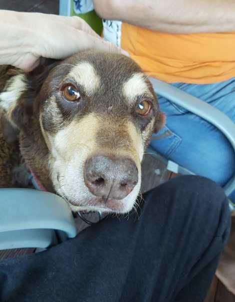 Mijają kolejne lata samotności tej kochanej psinki..