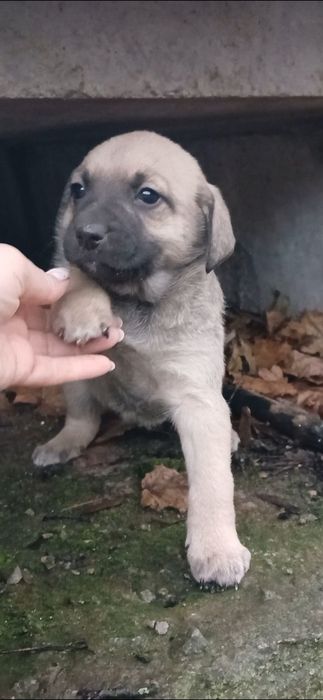 Віддамо цуценя р-н Кущівка