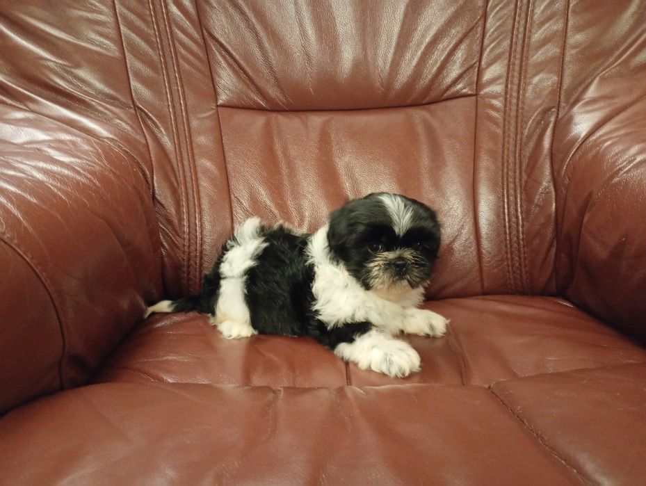 Shih tzu suczka z rodowodem