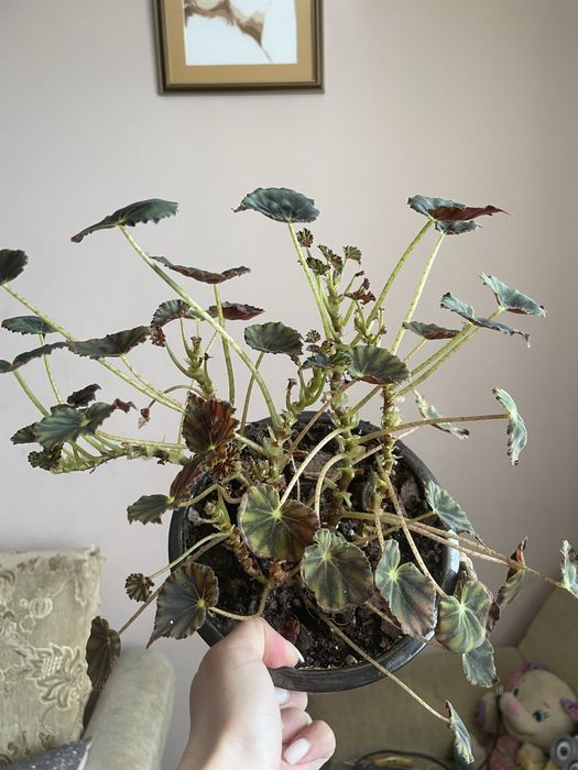 Вазони антуріум пальма фінікова бегонія колеус тещин язик