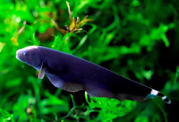 Duch amazoński | Rybki do akwarium