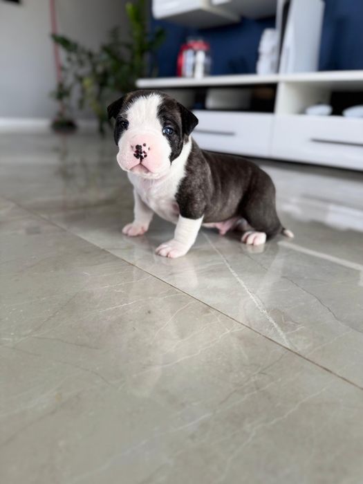 Piesek American Staffordshire Terrier marengo pręgowany (amstaff)