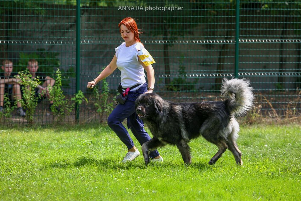 Кавказская овчарка КСУ кобель для вязки