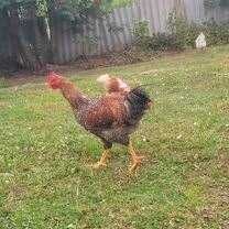 Курочка молодая Мастер Грей,, Рэбро 12 месяц--350 грн