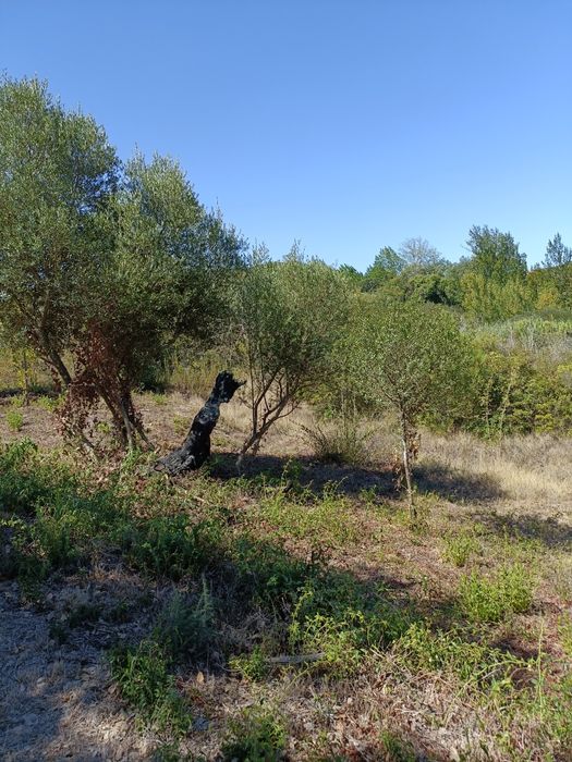Terreno agrícola com 7040m2