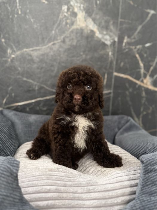 Шоколадний хлопчик мальтіпу. Ми в Луцьку