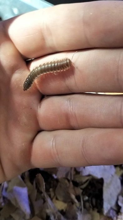 Coromus vittatus багатовьязи багатоніжка