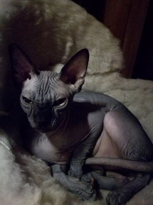 Sphynx Sfinks ‼️Czarna kicia 3m-ce dostępna na już! Warszawa Mokotów