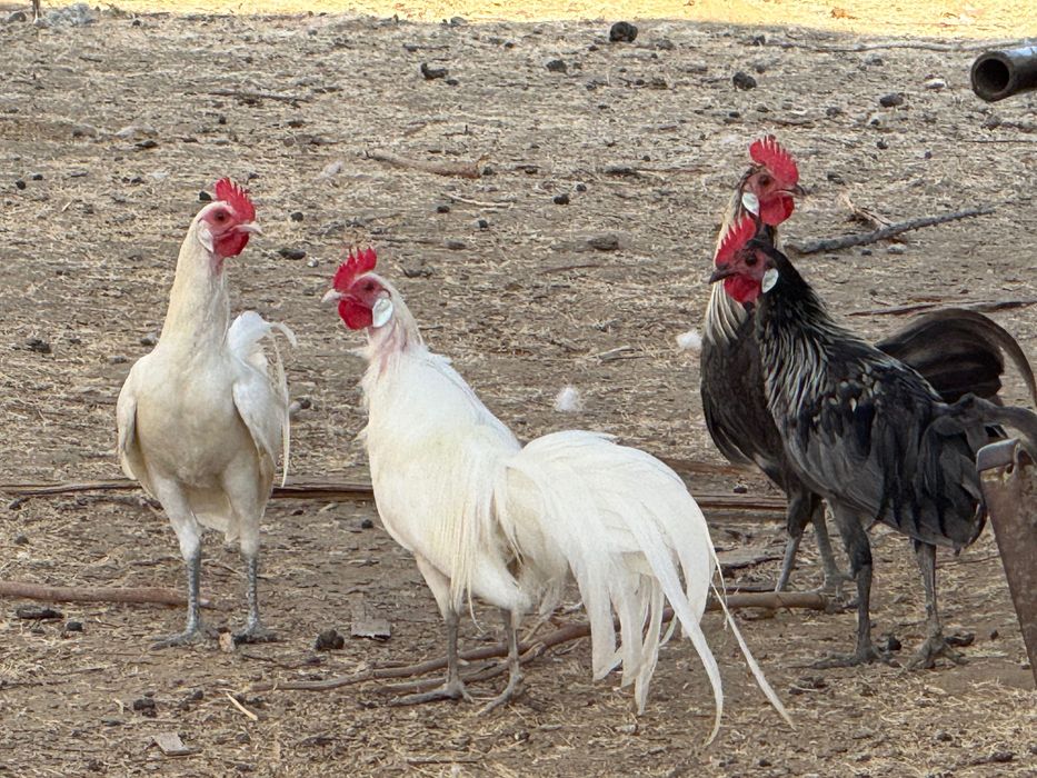Galos Para venda ou troca