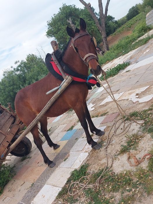 Para venda aceito troca