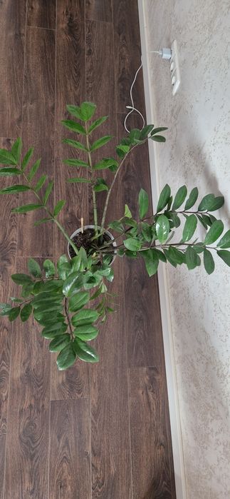 Замиакулькас шикарный красавчик