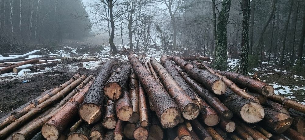 Drewno suche sosna ,brzoza