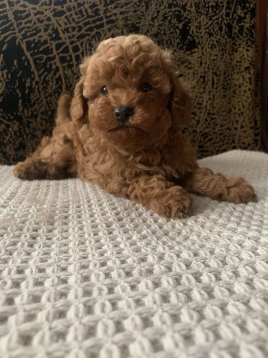 Той  пудель хлопчики