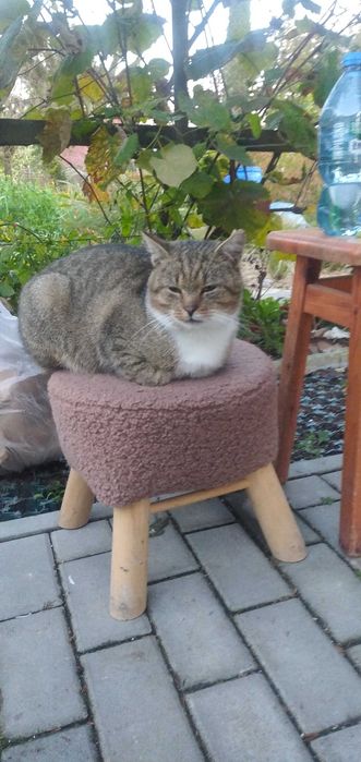 Wykastrowany kotek Ryś za darmo