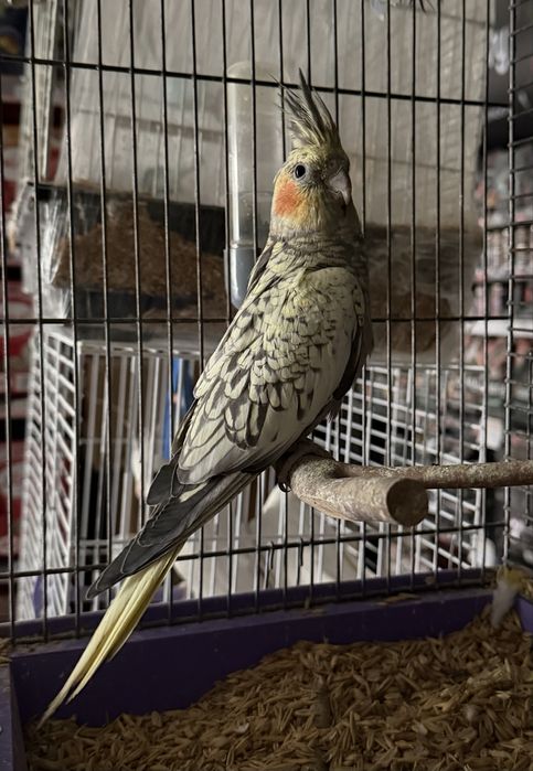 Маленькі щурики (для приручення)