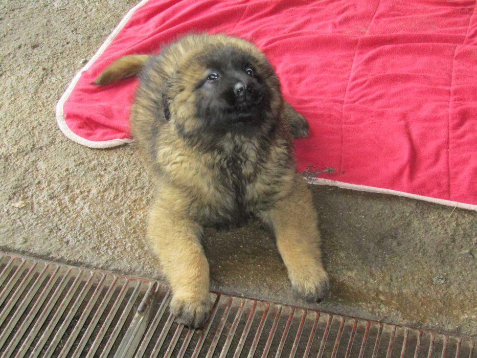 Cão Serra da Estrela Linha de Trabalho, com Pedigree/Afixo