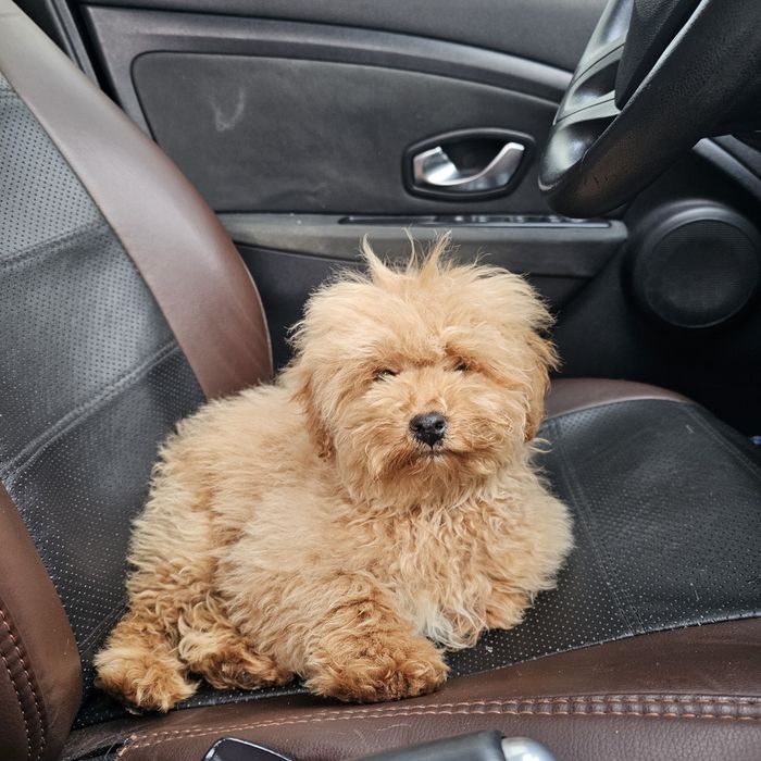 Щенки ( подростки ) мальтипу по 4,5-6 мес вакциговані чиповані