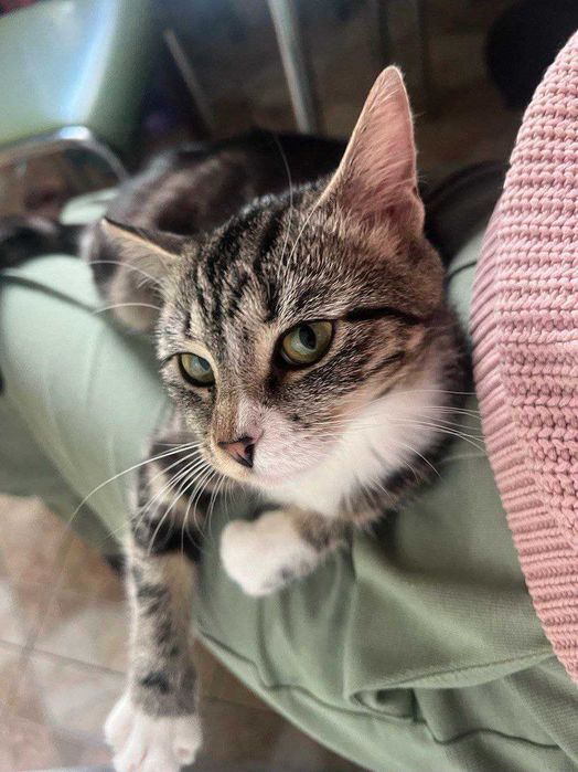 Маленька киця шукає люблячу сім'ю