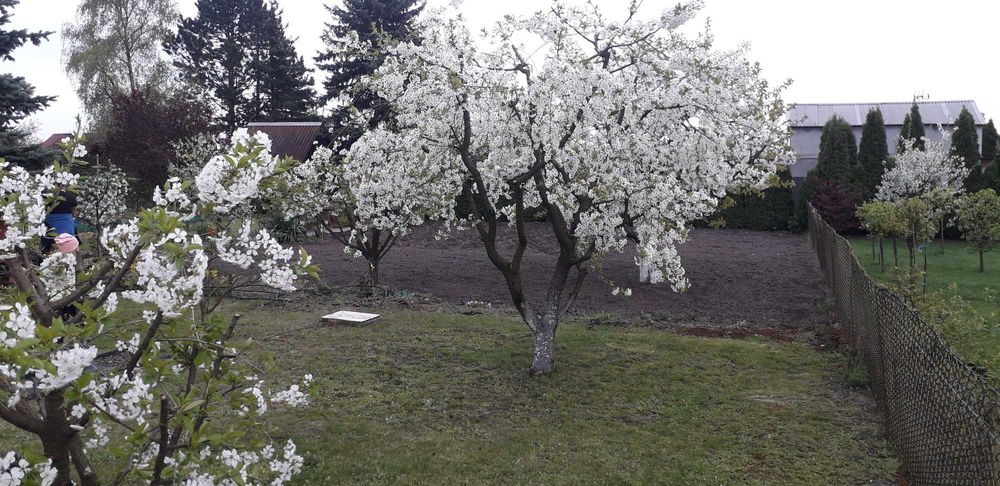 Działka ogrodowa ROD