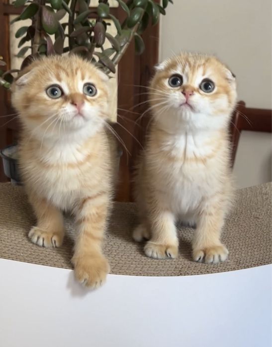 Хлопчики Scottich Fold