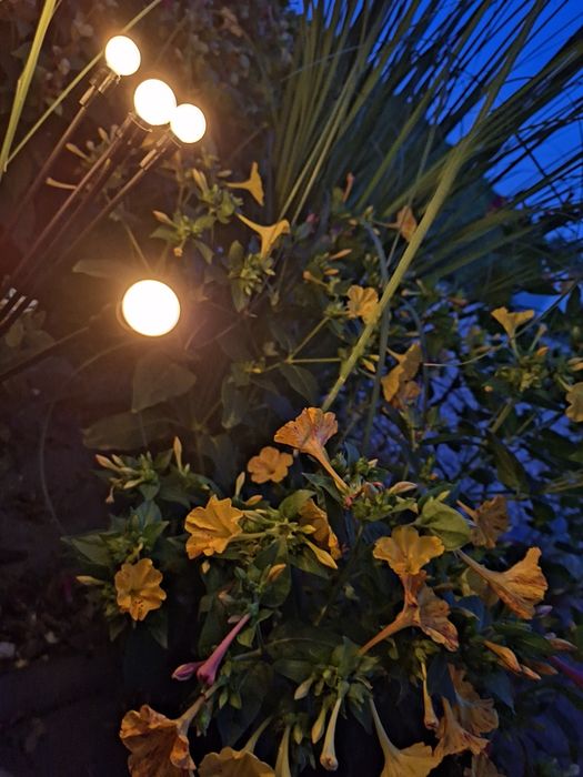 Nasiona dziwaczki dziwaczek