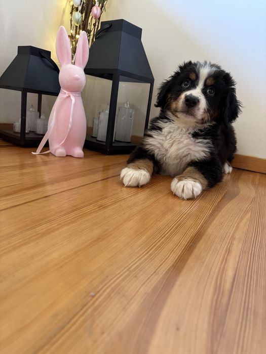 Berneński pies pasterski rodowód