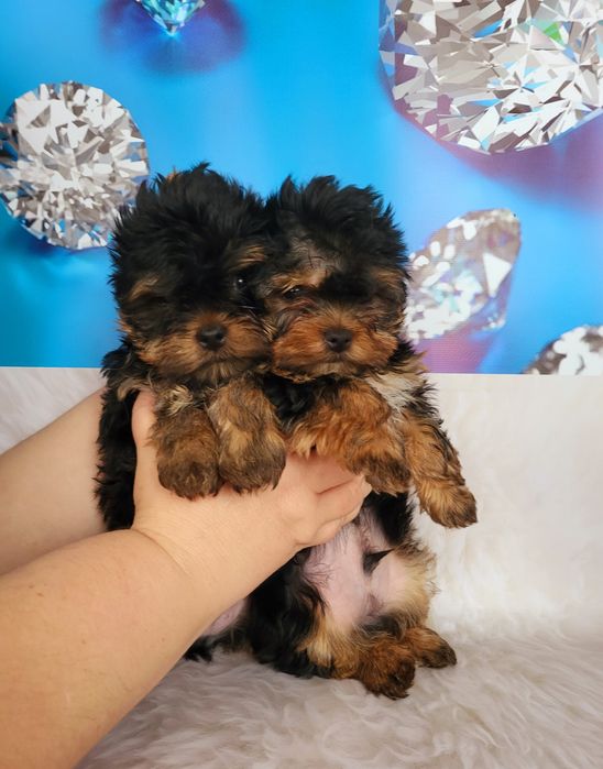 Минички йорки бэби фейс