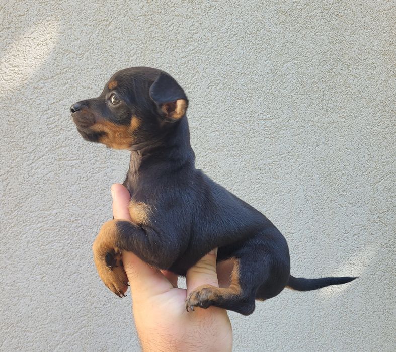 Pinscher miniatura macho