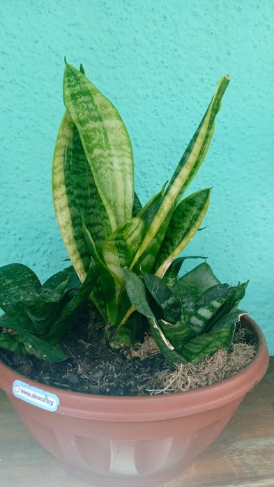 Кімнатні рослини. Сансев'єрія