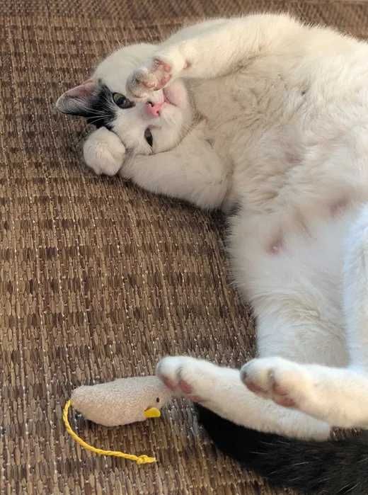 Kochana, rozgadana Kaja szuka domu