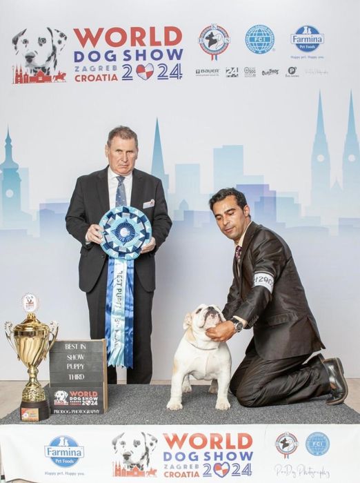 Cachorro Bulldog Inglês disponível