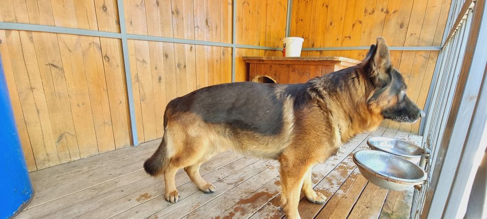 Німецька Вівчарка Вязка