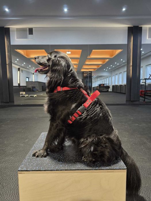 Sala treningowa dla psów - do wynajęcia 200m2 !