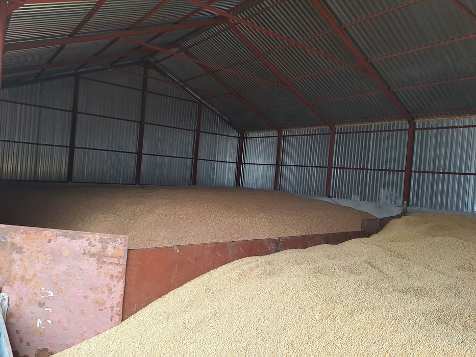 Продам класичну сою 60 т