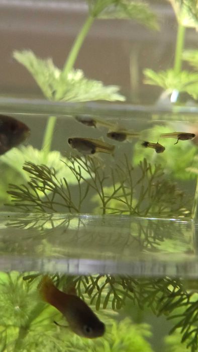 7 guppys médios e 20 guppys pequenos para venda Silves