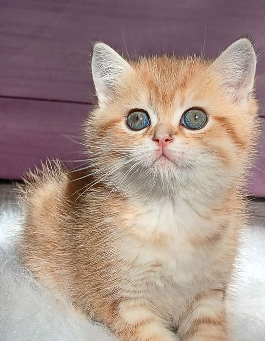 Золота шиншила,  хлопчик і дівчатка