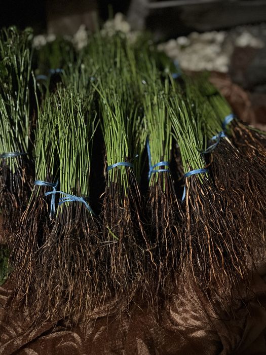 Продам подвой великий вибір