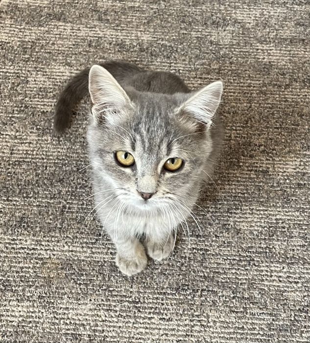 Котенок мальчик в добрые руки
