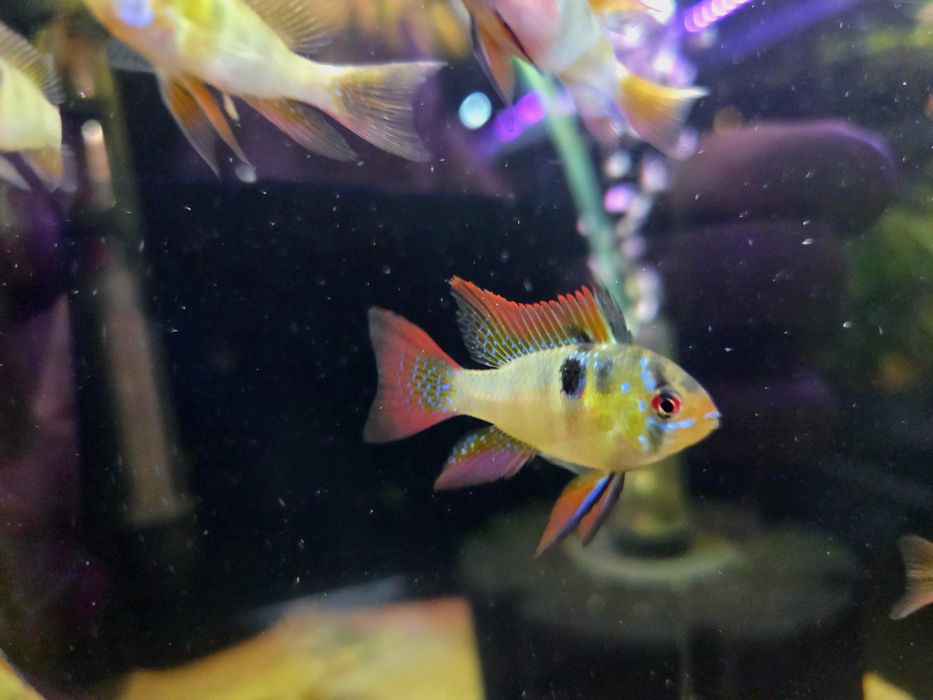 Pielęgniczka ramireza