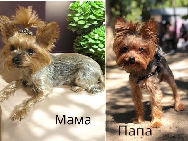 Продам мини Йорчиков