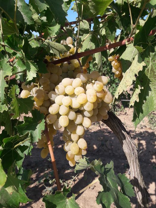 столовый виноград