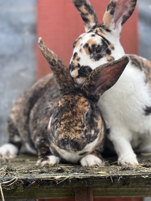 Samiec rex reks trojbarwny gepard