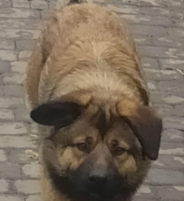 Віддам в відповідальні руки метис німця