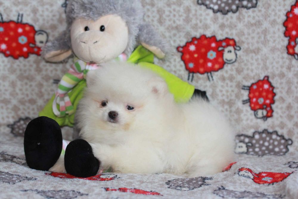 Померанські Шпіци хлопчики різних окрасів.