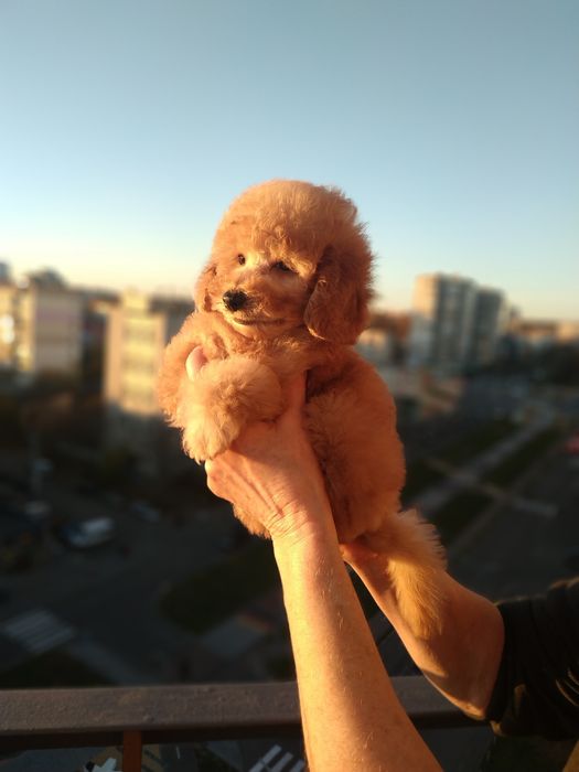 Девочки мальтипу