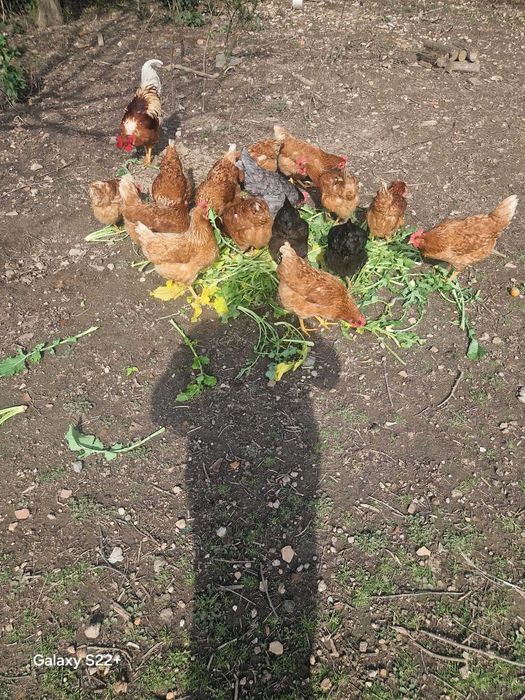 Ovos caseiros  de galinhas criadas o ar livre