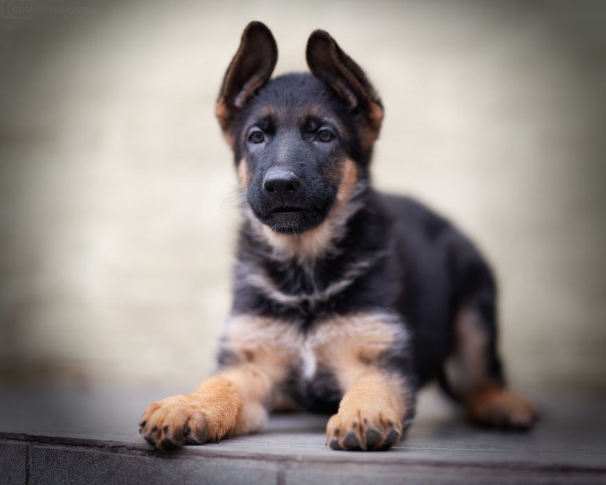 Німецька вівчарка, КСУ