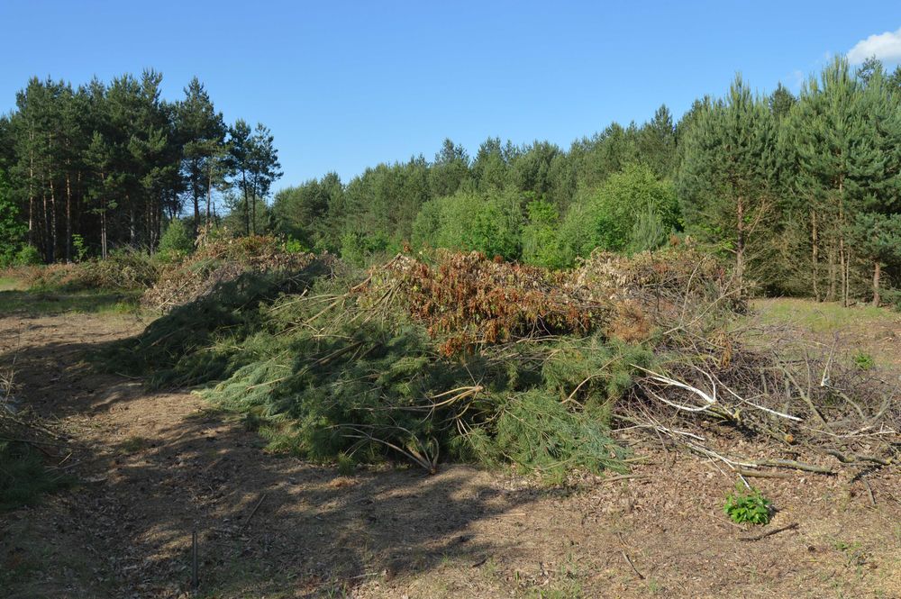 oddam gałęzie za darmo z pow 0,5ha