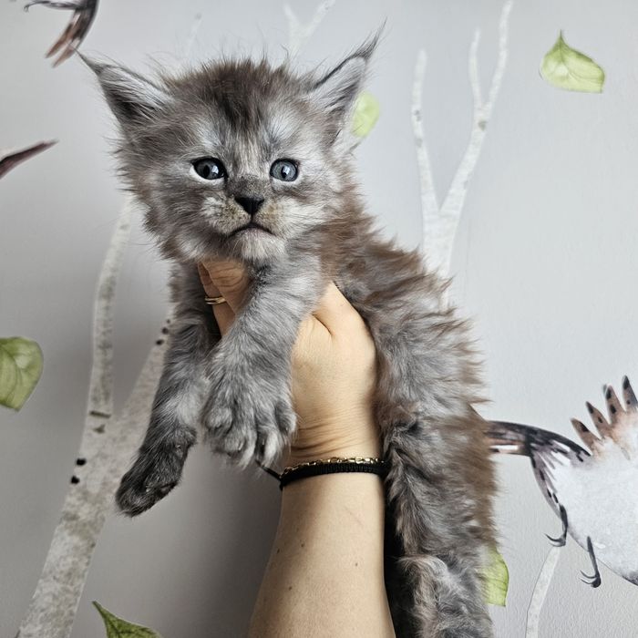 Koteczka Maine coon rodowód fpl fife