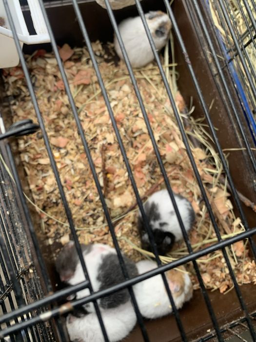 Продам хом’ячка в королівських